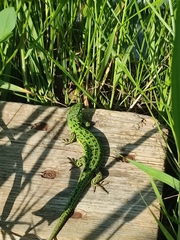 Lacerta agilis