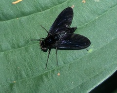 Chrysopilus velutinus