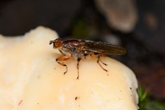 Tapeigaster annulipes