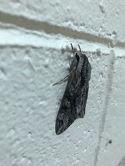 Agrius godarti