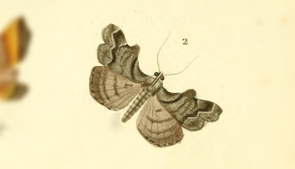 Lascoria pterophoralis