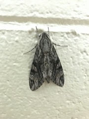 Agrius godarti