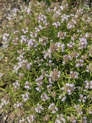 Thymus dzevanovskyi