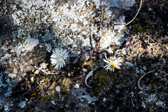 Delosperma subpetiolatum