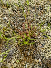 Stachys angustifolia
