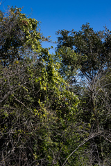 Dioscorea cotinifolia