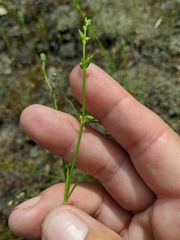 Stachys angustifolia