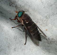 Tabanus americanus