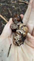 Tuber gibbosum