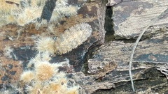 Haplophthalmus danicus