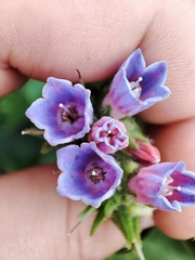 Symphytum officinale