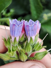 Symphytum officinale