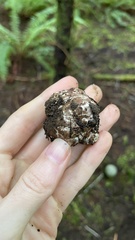 Tuber gibbosum