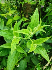 Symphytum officinale