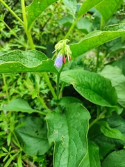 Symphytum officinale