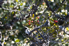 Helixanthera woodii