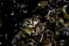 Helixanthera woodii