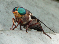 Tabanus americanus