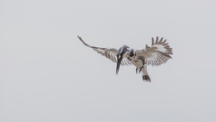 Ceryle rudis leucomelanurus