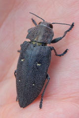Chalcophorella stigmatica