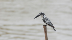 Ceryle rudis leucomelanurus