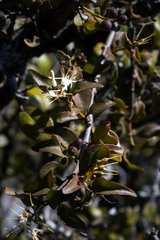 Helixanthera woodii