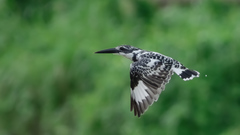 Ceryle rudis leucomelanurus