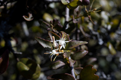 Helixanthera woodii