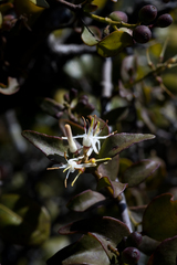 Helixanthera woodii