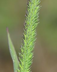 Phleum phleoides