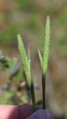 Phleum phleoides
