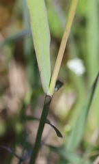 Phleum phleoides