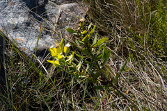 Lopholaena dregeana