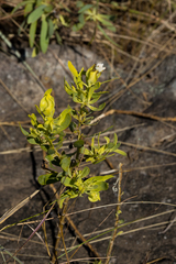 Lopholaena dregeana