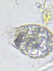 Euglypha