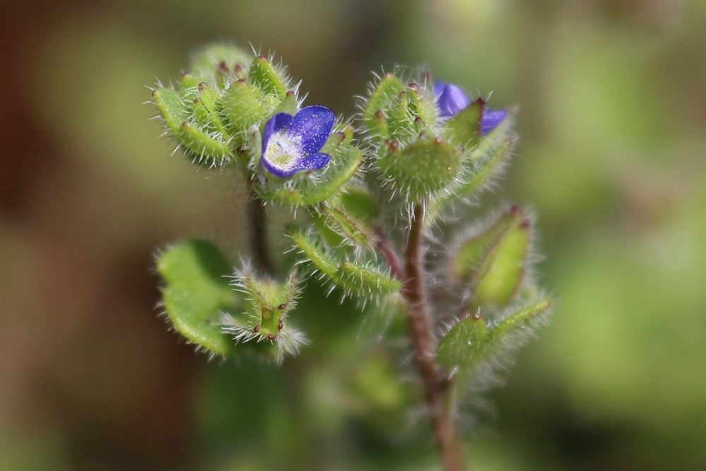 Veronica triloba