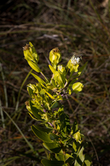 Lopholaena dregeana