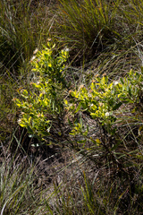 Lopholaena dregeana