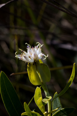 Lopholaena dregeana