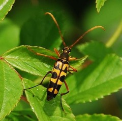 Leptura annularis