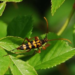 Leptura annularis