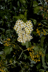 Microglossa mespilifolia