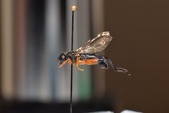 Chalcosyrphus vecors
