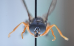 Chalcosyrphus vecors