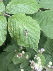 Andrena chrysosceles