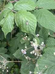 Andrena chrysosceles