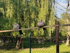 Columba palumbus