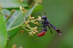 Anterhynchium mellyi
