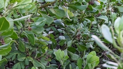 Osteospermum moniliferum