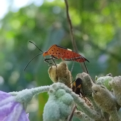 Hypselonotus subterpunctatus